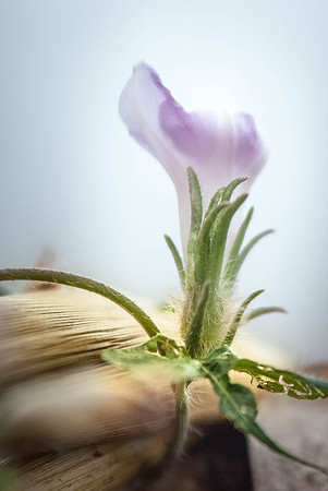 DSCF7402
