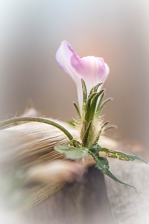 DSCF7406