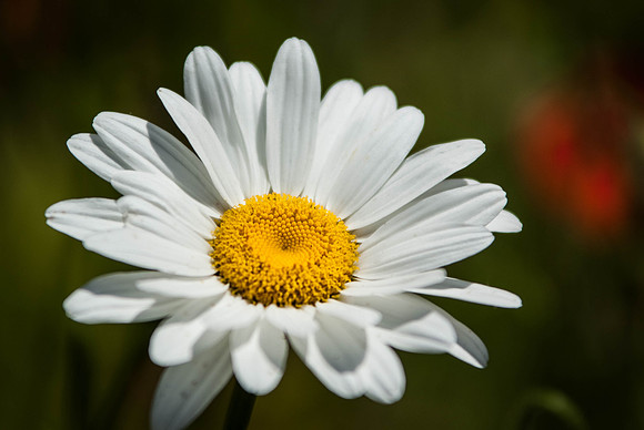 DSCF6435