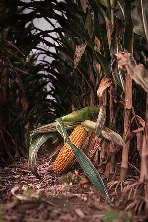 Corn on Ground