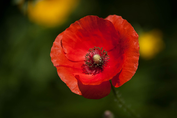DSCF6416
